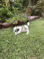 Garry, a male Shichon for sale in Tupelo, MS – 6 of 6