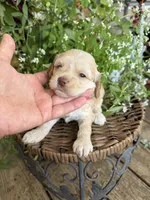 Tetter, a female Cockapoo for sale in Tupelo, MS – 2 of 7