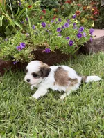 John Blue, a male Shichon for sale in Tupelo, MS – 3 of 5