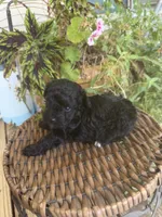 Precious , a female Poodle - Toy  for sale in Tupelo, MS – 2 of 5