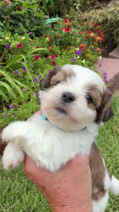 John Blue, a male Shichon for sale in Tupelo, MS – 5 of 5