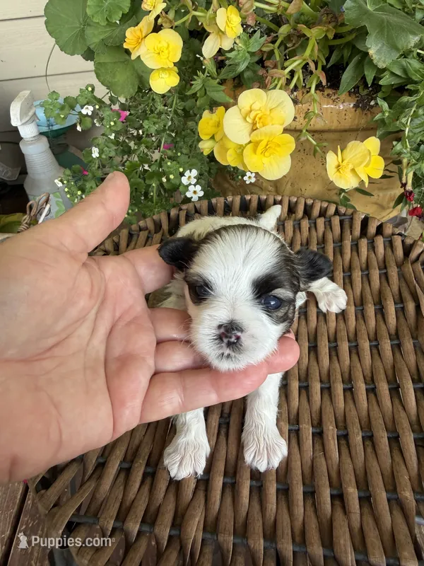 Angel – Shichon puppy for sale in Tupelo, MS