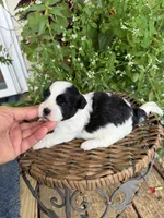 Mable, a female Shichon for sale in Tupelo, MS – 3 of 9