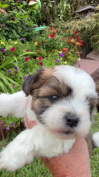 Davie Gray, a male Shichon for sale in Tupelo, MS – 5 of 5