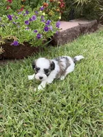 Tiny, a male Shichon for sale in Tupelo, MS – 3 of 6