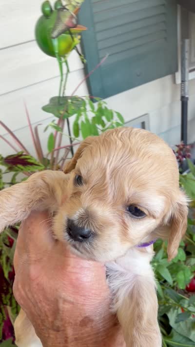 Evelyn, a female Cockapoo for sale in Tupelo, MS – 6 of 6