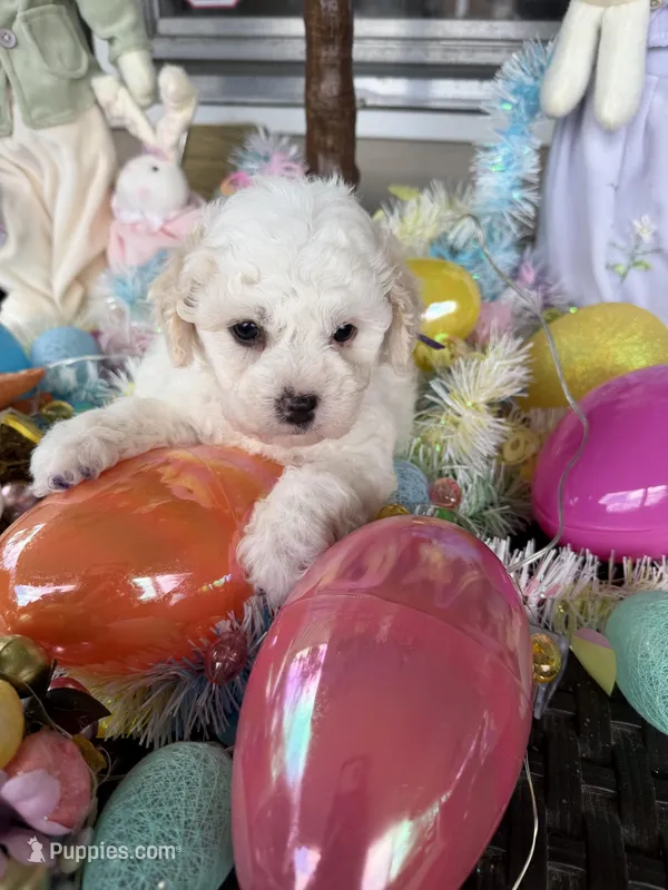 Violet  – Poochon puppy for sale in Tupelo, MS