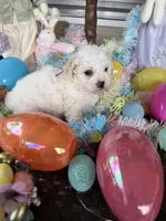 Violet , a female Poochon for sale in Tupelo, MS – Photo 4 of 6
