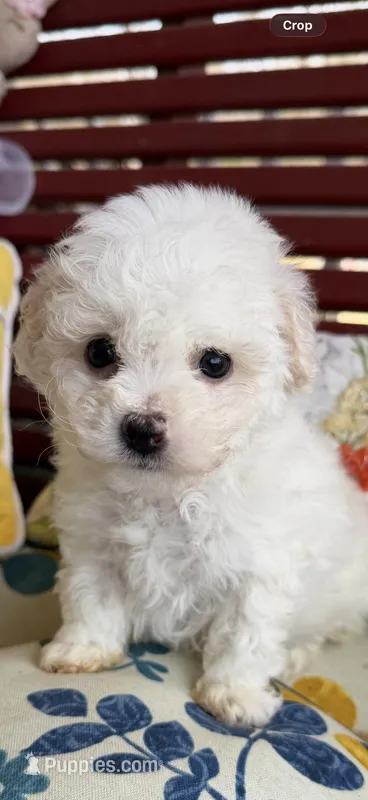 Violet  – Poochon puppy for sale in Tupelo, MS