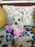 Violet , a female Poochon for sale in Tupelo, MS – Photo 6 of 6