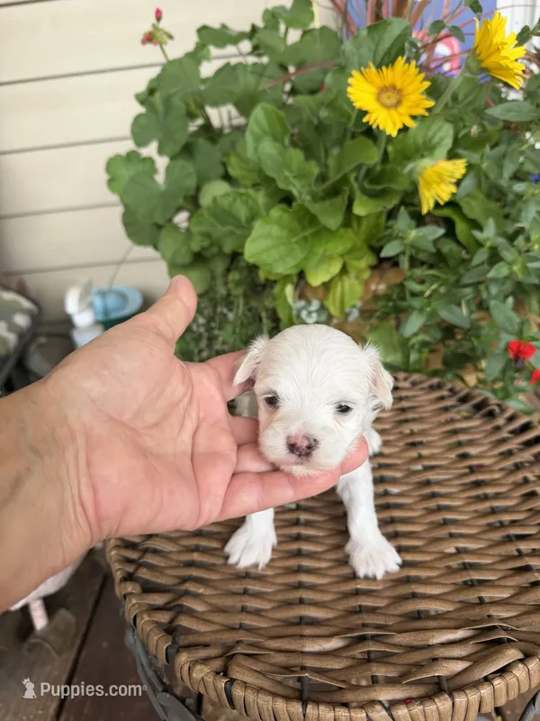 Sam – Maltese puppy for sale in Tupelo, MS