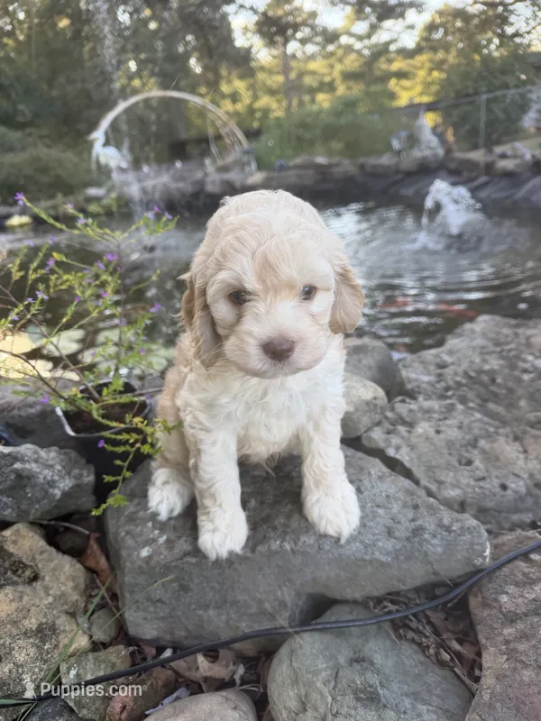 Jimmy – Cockapoo puppy for sale in Tupelo, MS