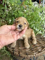 Jake , a male Cockapoo for sale in Tupelo, MS – 6 of 7