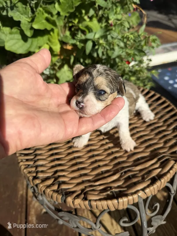 George – Maltipoo puppy for sale in Tupelo, MS