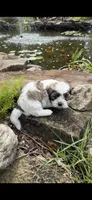 Loyd, a male Shichon for sale in Tupelo, MS – 4 of 6