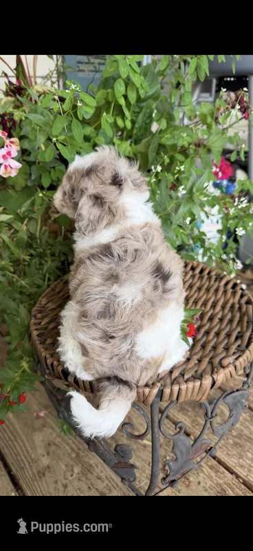 Motley  – Maltipoo puppy for sale in Tupelo, MS