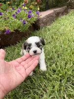 Tiny, a male Shichon for sale in Tupelo, MS – 5 of 6