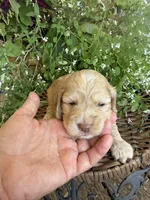 Carter, a male Cockapoo for sale in Tupelo, MS – 6 of 6