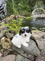 Lionel, a male Maltipoo for sale in Tupelo, MS – 2 of 7