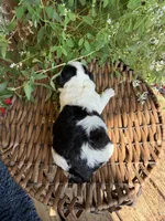 Mable, a female Shichon for sale in Tupelo, MS – 4 of 9