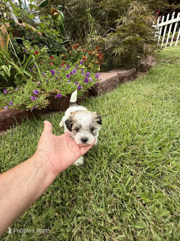Garry – Shichon puppy for sale in Tupelo, MS