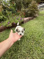 Garry, a male Shichon for sale in Tupelo, MS – 1 of 6