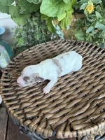 Rod, a male Maltipoo for sale in Tupelo, MS – 7 of 7