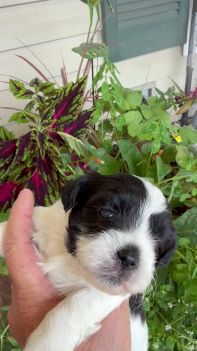 Mark, a male Shichon for sale in Tupelo, MS – 7 of 7