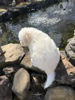 Tulip , a female Poochon for sale in Tupelo, MS – Photo 2 of 9