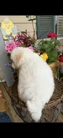 Tulip , a female Poochon for sale in Tupelo, MS – Photo 9 of 9