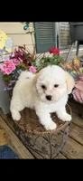 Tulip , a female Poochon for sale in Tupelo, MS – Photo 6 of 9
