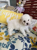 Tulip , a female Poochon for sale in Tupelo, MS – Photo 8 of 9