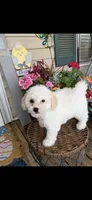 Tulip , a female Poochon for sale in Tupelo, MS – Photo 5 of 9