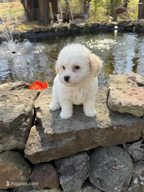 Tulip  – Poochon puppy for sale in Tupelo, MS