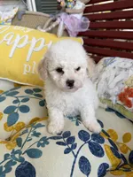 Tulip , a female Poochon for sale in Tupelo, MS – Photo 7 of 9