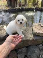 Tulip , a female Poochon for sale in Tupelo, MS – Photo 4 of 9