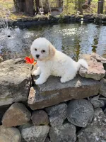 Tulip , a female Poochon for sale in Tupelo, MS – Photo 3 of 9