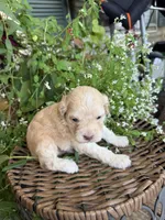 Jimmy, a male Cockapoo for sale in Tupelo, MS – 2 of 6