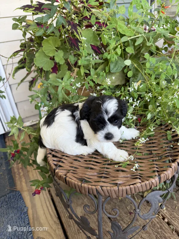 Ethel – Shichon puppy for sale in Tupelo, MS