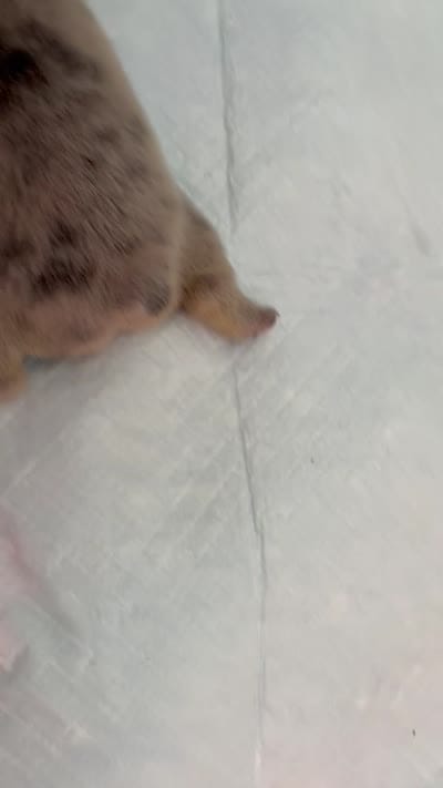 Suki's Babies , a female French Bulldog for sale in Miami, FL – 1 of 1