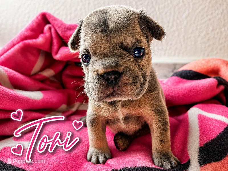 Tori – French Bulldog puppy for sale in Miami, FL