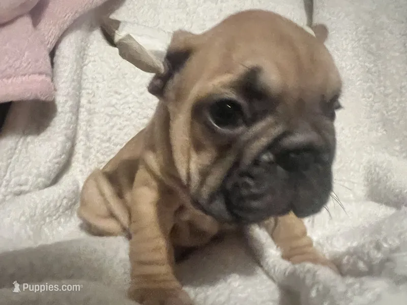 Masion – French Bulldog puppy for sale in Miami, FL
