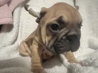 Masion, a male French Bulldog for sale in Miami, FL – 1 of 4
