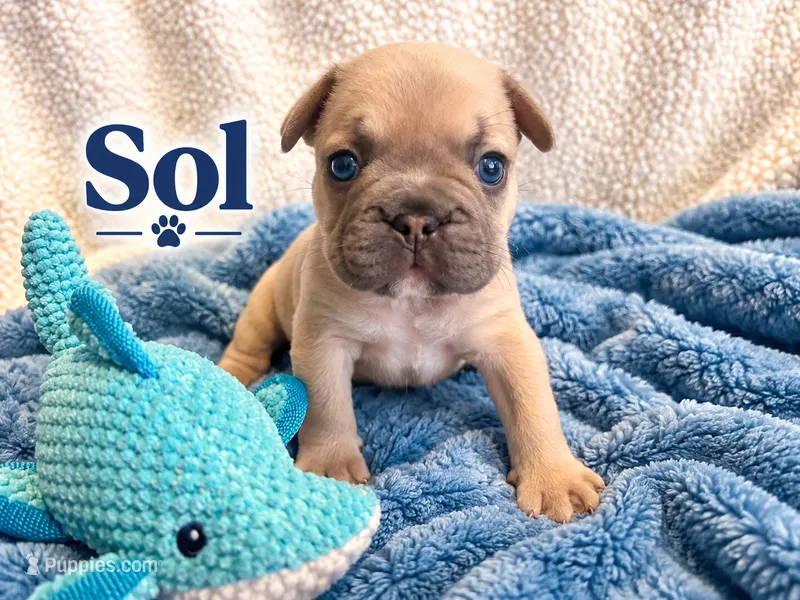 Sol – French Bulldog puppy for sale in Miami, FL