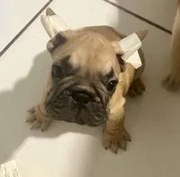 Masion, a male French Bulldog for sale in Miami, FL – 2 of 4