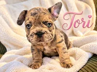 Tori Big Rope Isabella Merle, a female French Bulldog for sale in Miami, FL – 2 of 3