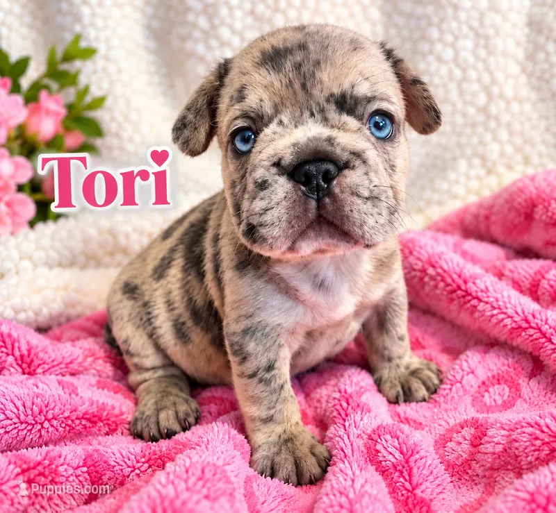 Tori – French Bulldog puppy for sale in Miami, FL