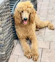 Indie , a female Poodle - Standard  for sale in Miami, FL – 2 of 3