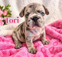 Tori Big Rope Isabella Merle, a female French Bulldog for sale in Miami, FL – 3 of 3