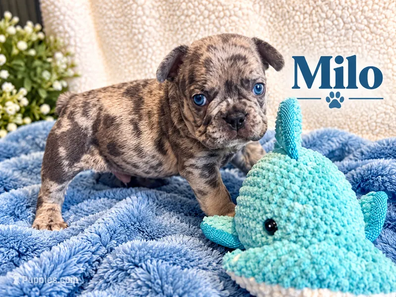 Milo – French Bulldog puppy for sale in Miami, FL